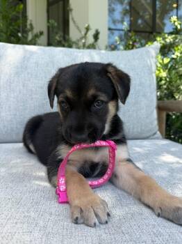 Sienna (pink collar) -  Mixed Breed Dog Available for Adoption in Manhattan Beach, California - Sienna (pink Collar) | PetCurious