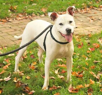 Frosty -  Pit Bull Terrier and Dalmatian Dog for Adoption - Frosty | PetCurious