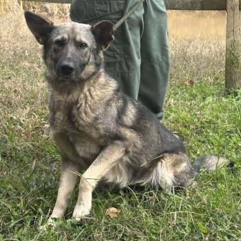 Rescue Shepherd Dogs for Adoption in Washington, District Of Columbia - Vivi | PetCurious