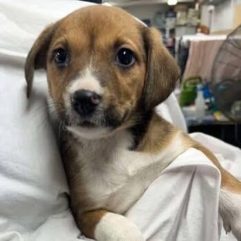 Mixed Breed Dogs Available for Adoption - Rumi | PetCurious
