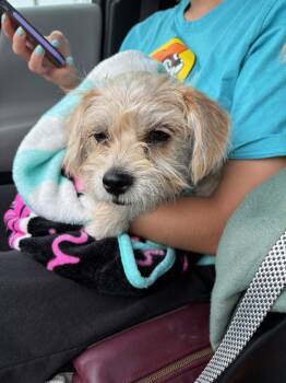 Holly Joy -  Terrier Dog for Adoption in Grafton, Wisconsin - Holly Joy | PetCurious