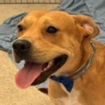 Rescue Shepherd and Labrador Retriever Dogs for Adoption in Lake Forest, California - Winston - Adopt Me! (CP) | PetCurious