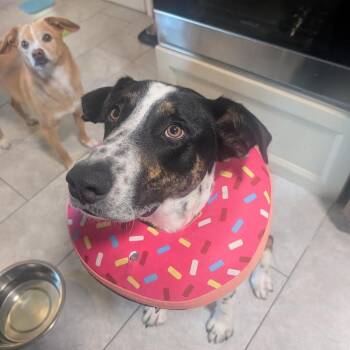 Wallee D70253 -  Retriever and Mixed Breed Dog for Adoption in Minnetonka, Minnesota - Wallee D70253 | PetCurious