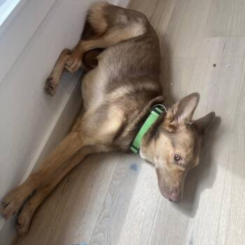 Australian Kelpie and Shepherd Dogs Available for Adoption - Darla | PetCurious