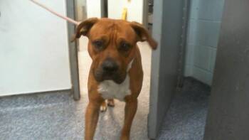 CHAI -  Boxer and Pit Bull Terrier Dog for Adoption in Charlotte, North Carolina - CHAI | PetCurious