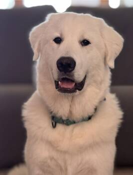 Rescue Great Pyrenees Dogs for Adoption in Lee, Massachusetts - Theo In Maine | PetCurious