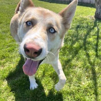 Siberian Husky and Mixed Breed Dogs Available for Adoption in Spokane, Washington - Opal | PetCurious