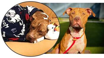 Rocco -  Labrador Retriever and Terrier Dog for Adoption in Sanford, Florida - Rocco | PetCurious