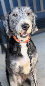 Standard Poodle and Labradoodle Dogs Available for Adoption in Yuba City, California - Poppy | PetCurious