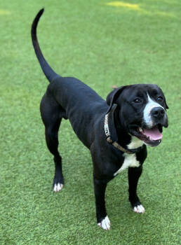 Rescue Pit Bull Terrier Dogs for Adoption in Sandy Springs, Georgia - Chap | PetCurious