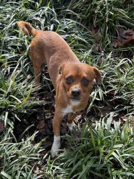 Chihuahua and Beagle Dogs Available for Adoption - RUSTY | PetCurious