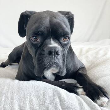 Rescue Boxer Dogs for Adoption in Burlington, North Carolina - Mushy Tyson | PetCurious