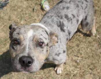 Rescue English Bulldog and French Bulldog Dogs for Adoption in Calera, Alabama - Angel | PetCurious