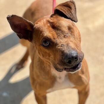 Rescue Pit Bull Terrier and Boxer Dogs for Adoption in Wadena, Minnesota - Bo Peeper | PetCurious