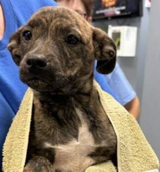 Martha -  Mixed Breed Dog for Adoption in Maryville, Tennessee - Martha | PetCurious