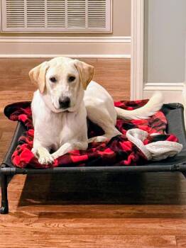 Yellow Labrador Retriever Dogs Available for Adoption - Maggie Mae | PetCurious
