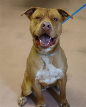 Mixed Breed Dogs Available for Adoption - TOBY | PetCurious