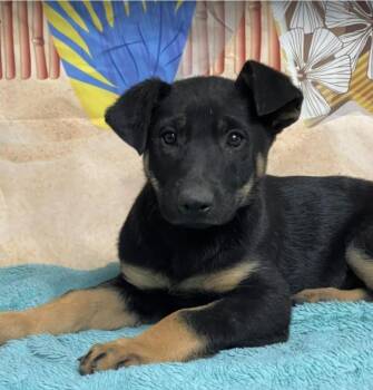 German Shepherd Dog Dogs Available for Adoption - June Bug | PetCurious