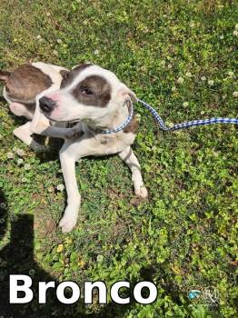 Pit Bull Terrier Dogs Available for Adoption in Rocky Mount, North Carolina - Bronco | PetCurious