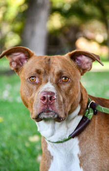 Rescue Pit Bull Terrier and Mixed Breed Dogs for Adoption in Yakima, Washington - Buddy Creekmore | PetCurious
