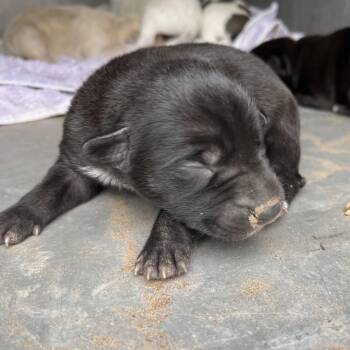 Shepherd and Mixed Breed Dogs Available for Adoption - Shereese | PetCurious