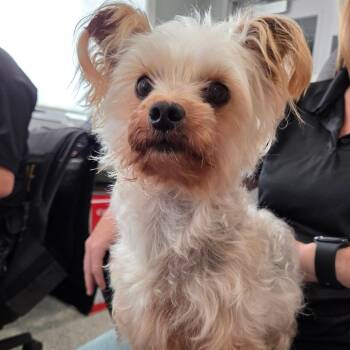 Oslo -  Yorkshire Terrier Dog for Adoption in Breese, Illinois - Oslo | PetCurious