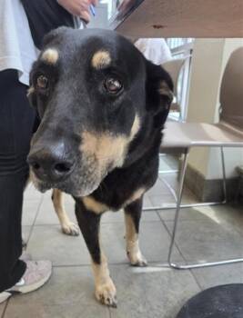 Flat Coated Retriever Dogs Available for Adoption in San Antonio, Texas - BAMBI | PetCurious