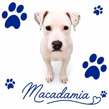 Macadamia -  Mixed Breed Dog for Adoption in Memphis, Tennessee - Macadamia | PetCurious
