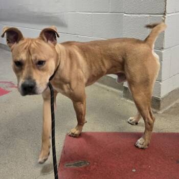 Rescue Mixed Breed Dogs for Adoption in West Chester, Pennsylvania - HoneyBun | PetCurious
