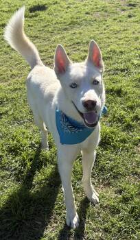Husky Dogs Available for Adoption - Kronk | PetCurious