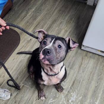 Thaddeus -  Mixed Breed Dog for Adoption in Summerville, South Carolina - Thaddeus | PetCurious