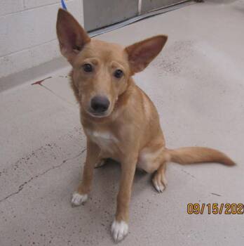 Butterscotch (309) -  Shepherd Dog for Adoption in Marietta, Georgia - Butterscotch (309) | PetCurious