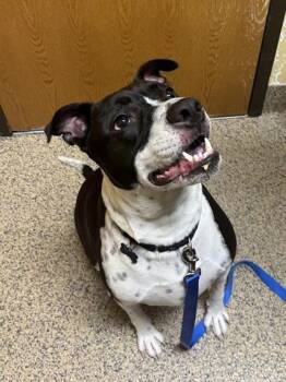 Mixed Breed Dogs Available for Adoption in Merriam, Kansas - Snoopy | PetCurious