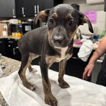Tina -  Mixed Breed Dog for Adoption in Nashville, Tennessee - Tina | PetCurious