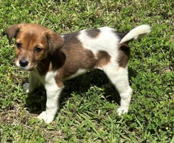 Beagle and Labrador Retriever Dogs Available for Adoption in Watertown, Connecticut - Fern | PetCurious