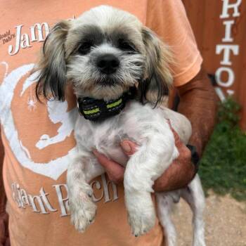 AVAILABLE 8/30... BAT BOY -  Shih Tzu Dog for Adoption in Loves Park, Illinois - AVAILABLE 8/30... BAT BOY | PetCurious
