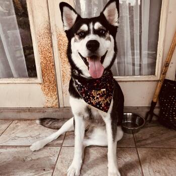 Rescue Husky Dogs for Adoption in Baton Rouge, Louisiana - Luna (In A Foster Home) | PetCurious