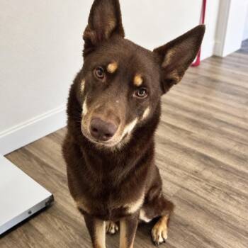 Homer -  Husky Dog for Adoption in Pilot Point, Texas - Homer | PetCurious