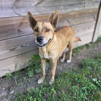 Poppi -  Shepherd and Dutch Shepherd Dog for Adoption in Chattanooga, Tennessee - Poppi | PetCurious