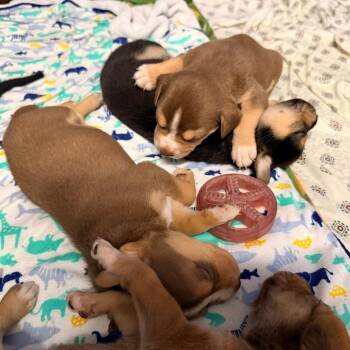 CT Perky avail Aug 8 (Petco- Dayville, CT) -  Husky and Mixed Breed Dog for Adoption in Stormville, New York - CT Perky Avail Aug 8 (Petco- Dayville, CT) | PetCurious