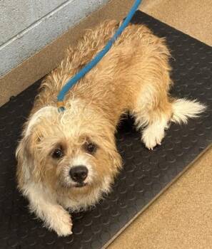 Muppet Baby -  Mixed Breed Dog for Adoption in Chamblee, Georgia - Muppet Baby | PetCurious