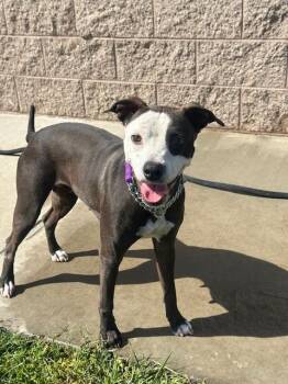 Rescue American Staffordshire Terrier Dogs for Adoption in Manteca, California - Panda | PetCurious