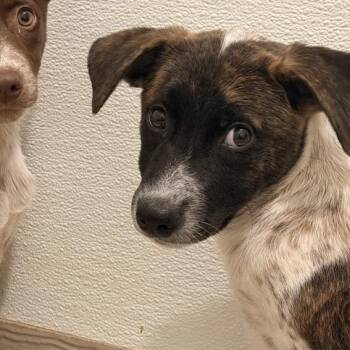 Marlowe -  Australian Cattle Dog Blue Heeler Dog for Adoption in Mansfield, Texas - Marlowe | PetCurious