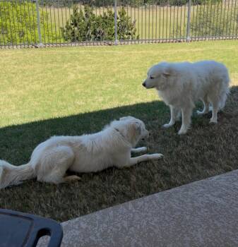 Great Pyrenees Dogs Available for Adoption - River SAT | PetCurious