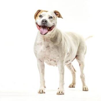 Staffordshire Bull Terrier Dogs Available for Adoption - Lyric | PetCurious