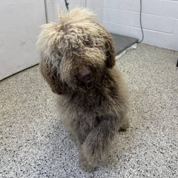 Supergirl -  Sheep Dog and Mixed Breed Dog for Adoption in Hattiesburg, Mississippi - Supergirl | PetCurious