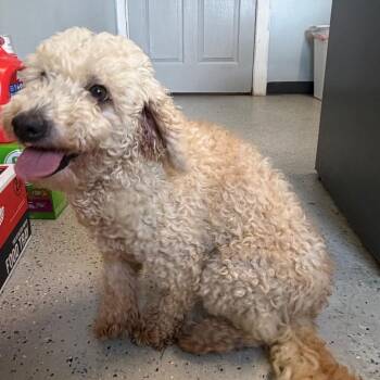 Snickers -  Poodle Dog for Adoption in Blair, Wisconsin - Snickers | PetCurious
