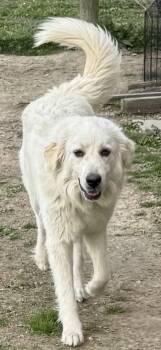 MARLEE -  Great Pyrenees Dog Available for Adoption in Franklin, Tennessee - MARLEE | PetCurious
