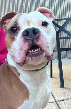 American Bulldog and Mixed Breed Dogs Available for Adoption in Sacramento, California - KING | PetCurious