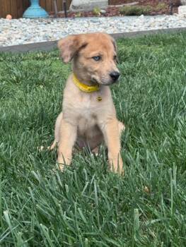 Indy -  Australian Shepherd Dog for Adoption in Littleton, Colorado - Indy | PetCurious